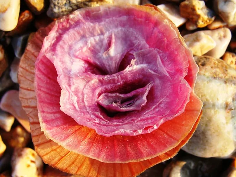 Onion (Allium cepa)
