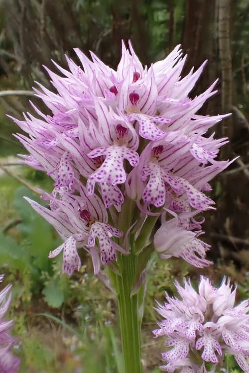 Orchid (Orchidaceae spp.)