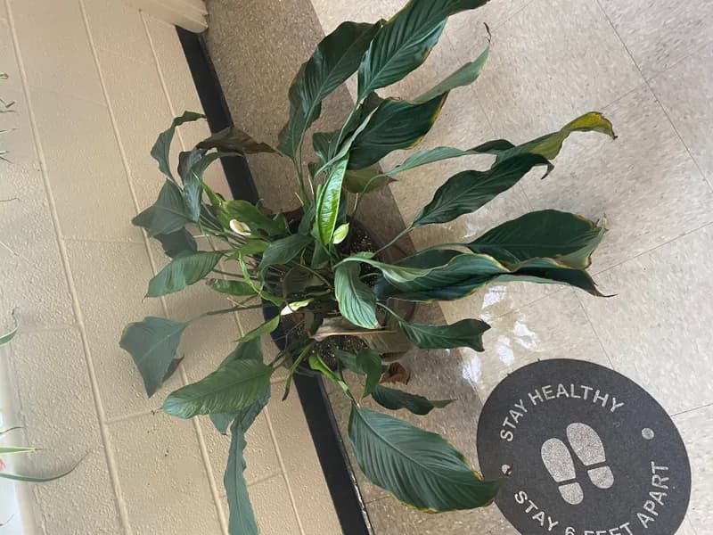 Peace Lily (Spathiphyllum)