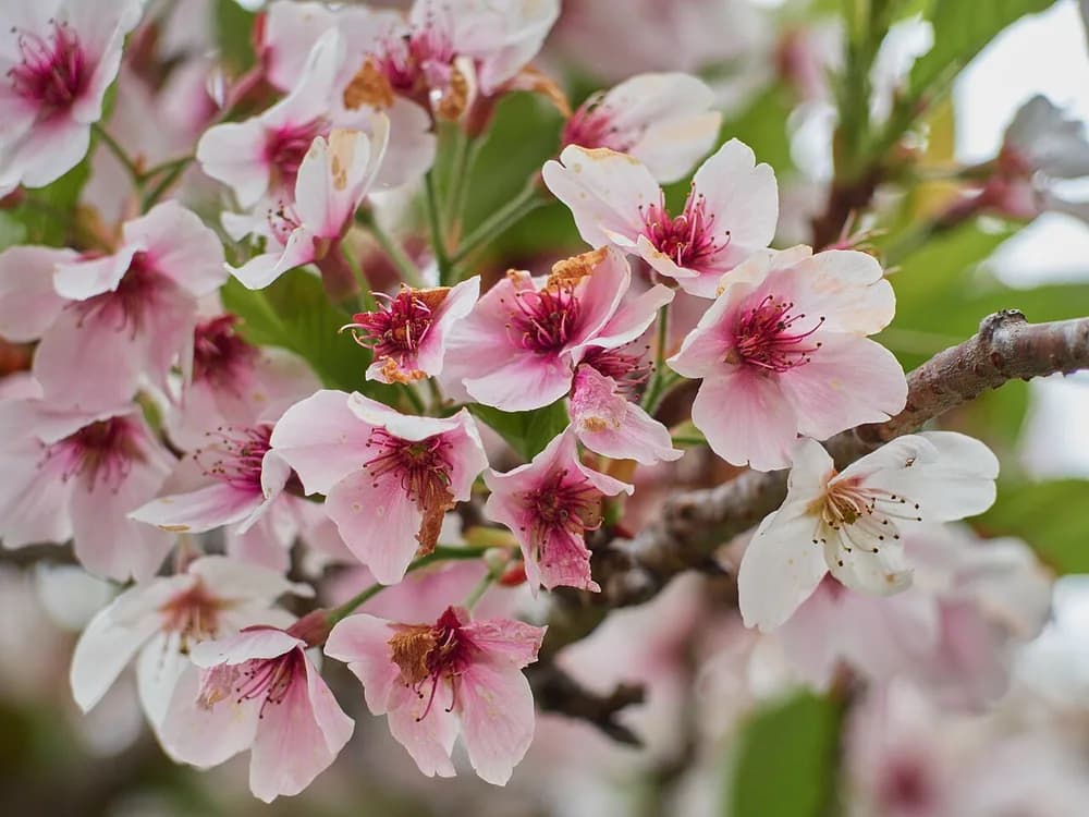 Peach (Prunus persica)