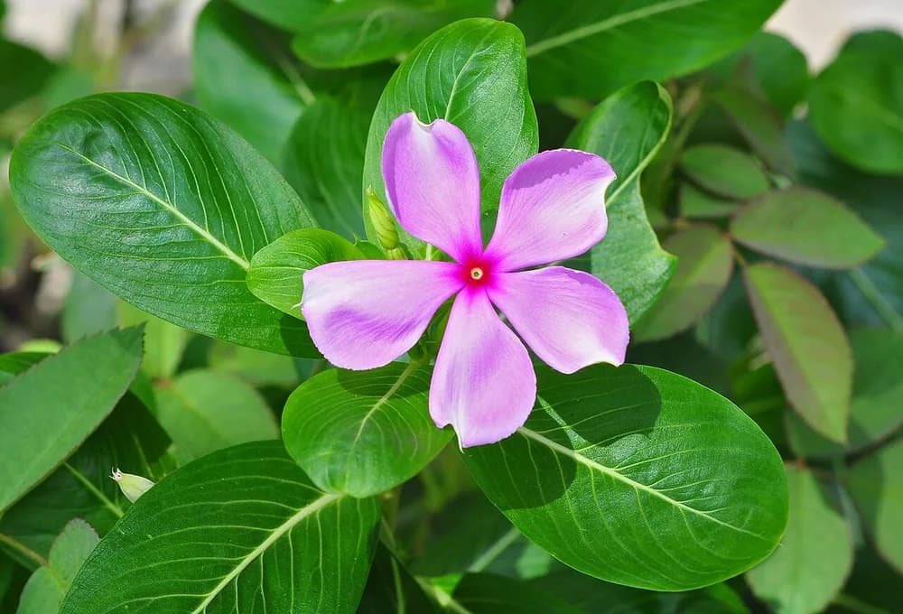 Periwinkle (Vinca rosea)