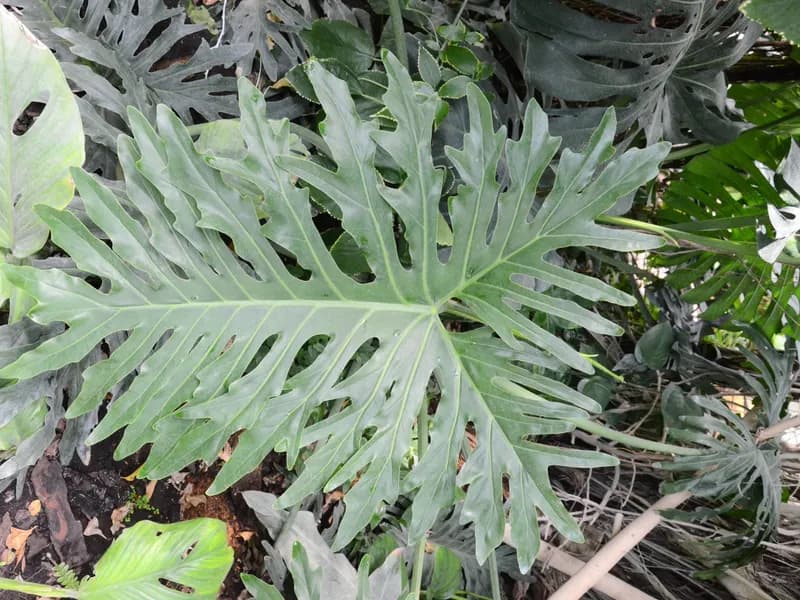 Philodendron Pertusum (Philodendron spp)