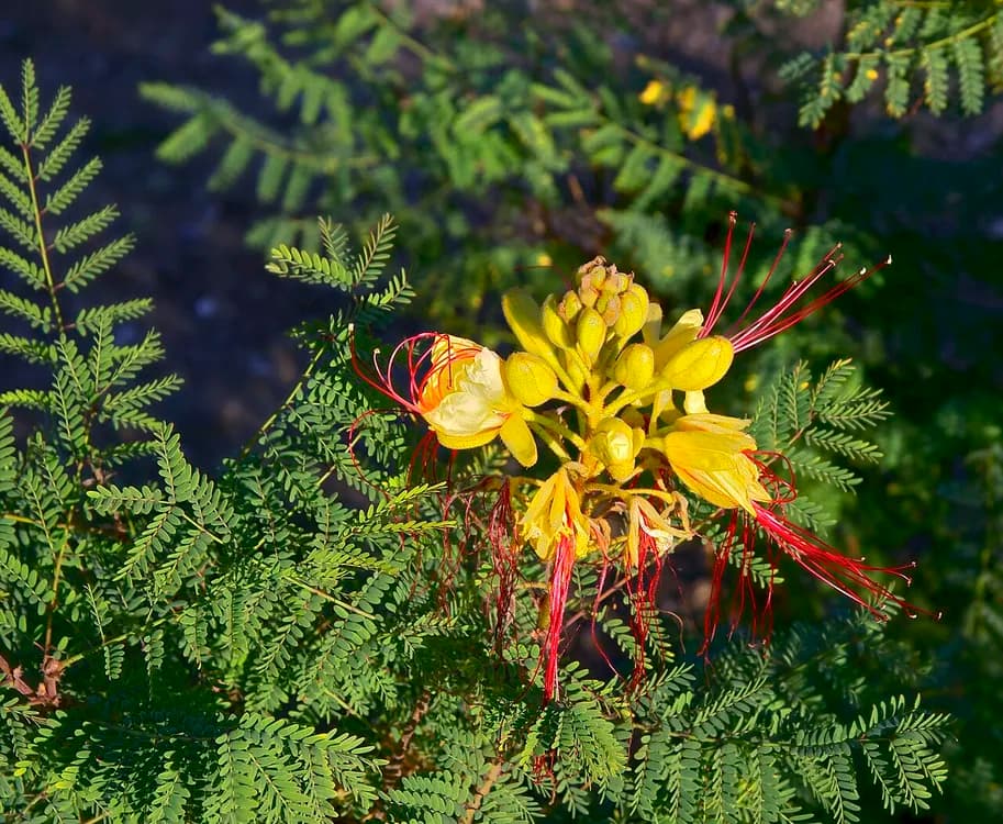 Poinciana (Caesalpinia gilliessi)