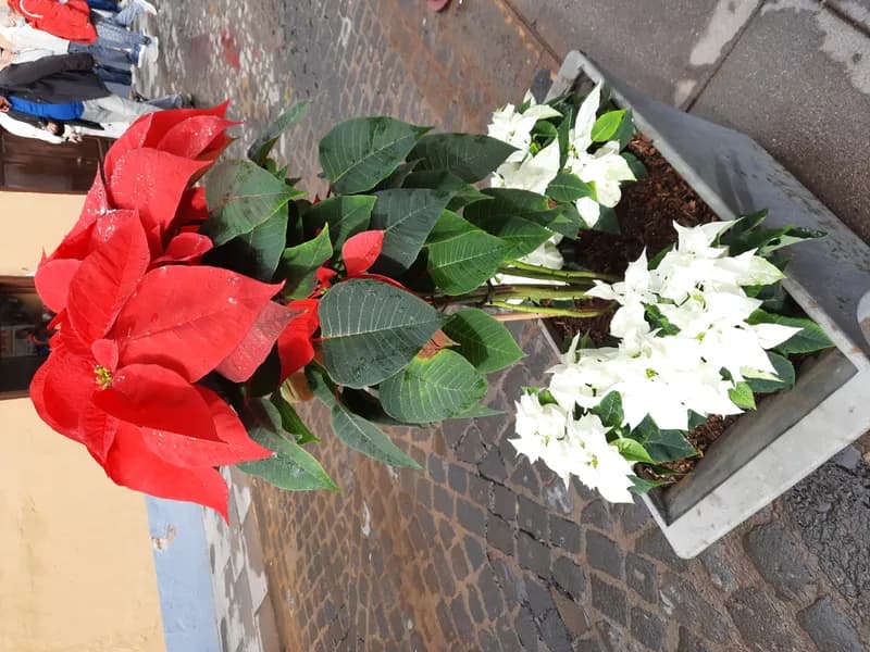 Poinsettia (Euphorbia pulcherrima)