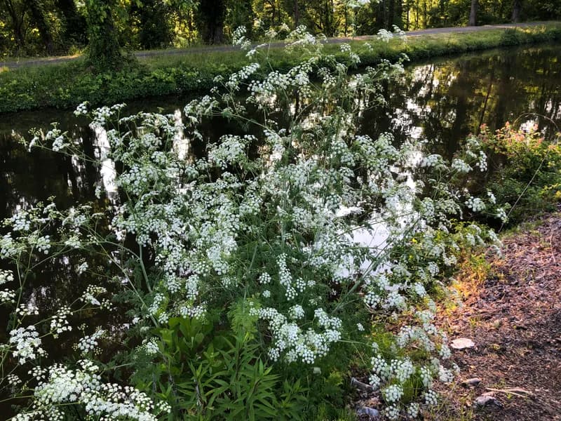 Poison Hemlock (Conium maculatum)