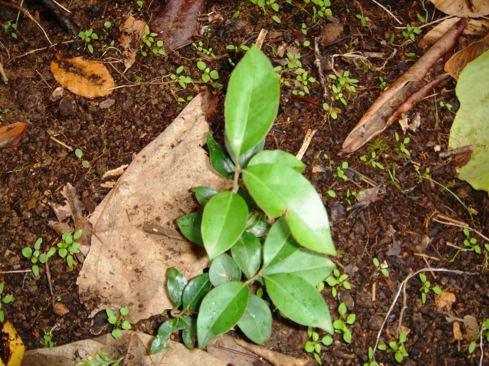 Privet (Ligustrum japonicum)