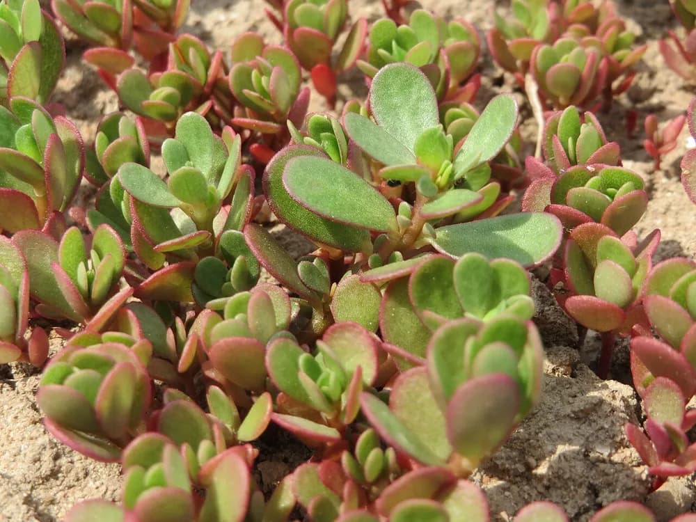 Purslane (Portulaca oleracea)