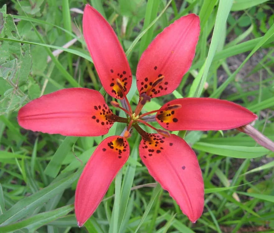 Red Lily (Lilium umbellatum)