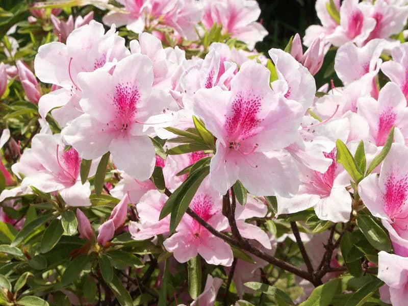 Rosebay (Rhododendron spp)