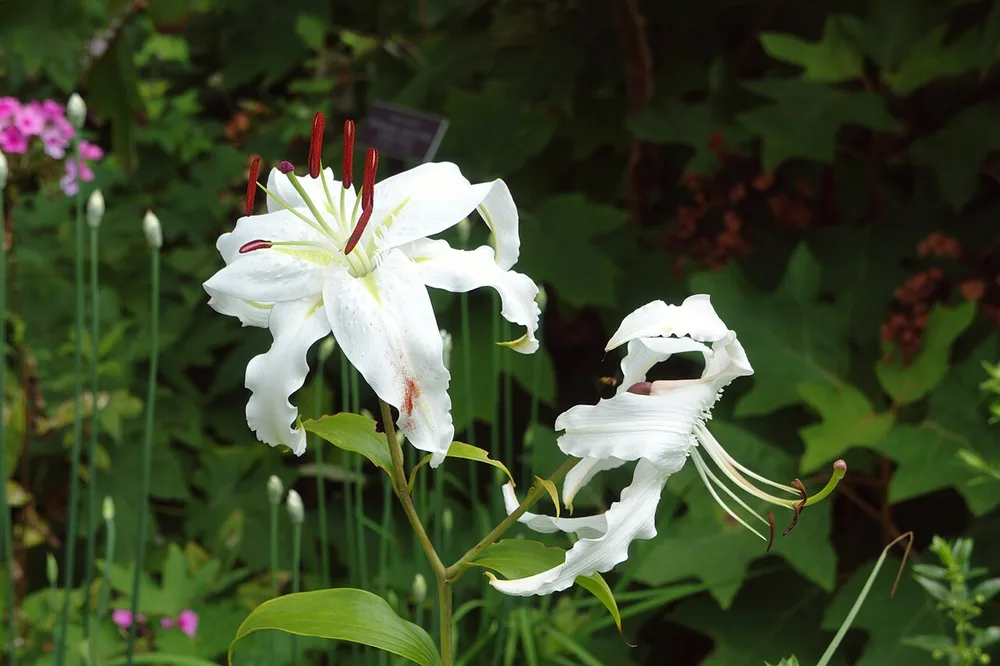Rubrum Lily (Lilium speciosum)
