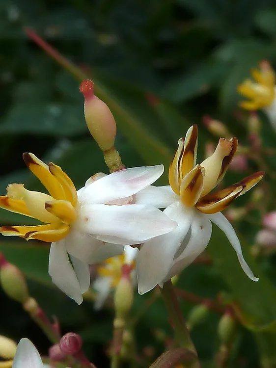Sacred Bamboo (Nandina domestica)