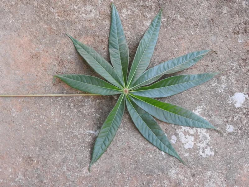 Schefflera (Schefflera)