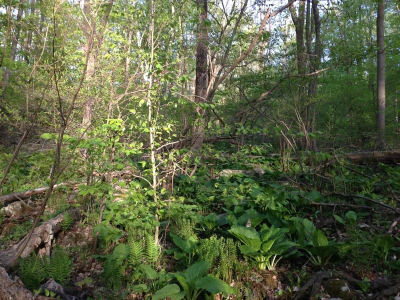 Skunk Cabbage (Symplocarpus foetidus)