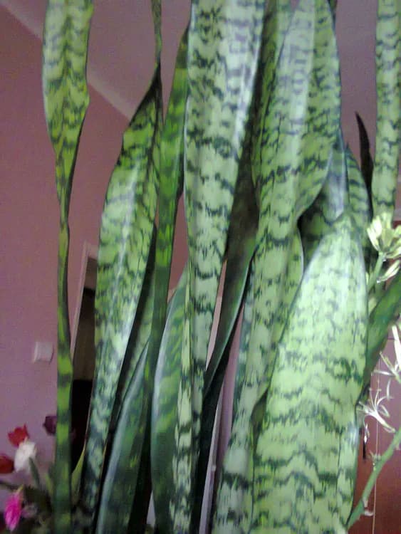 Snake Plant (Sansevieria trifasciata)