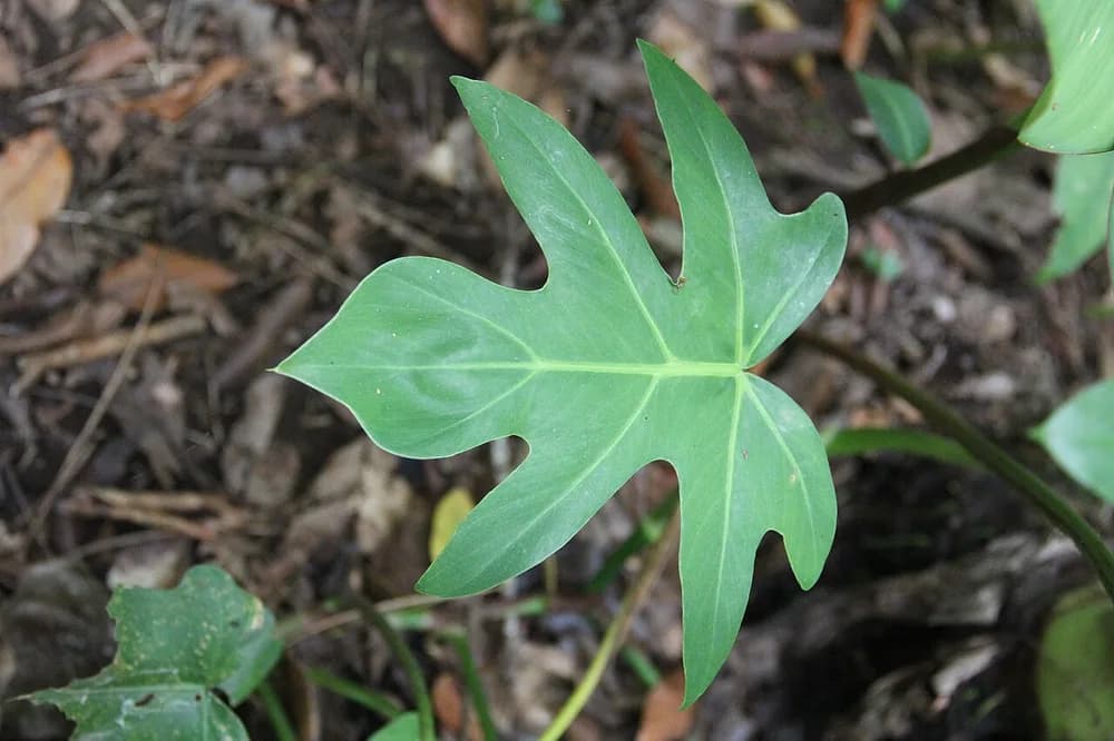 Split Leaf Philodendron (Philodendron bipennifolium)