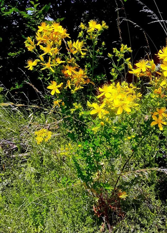 St. John's Wort (Hypericum perforatum)