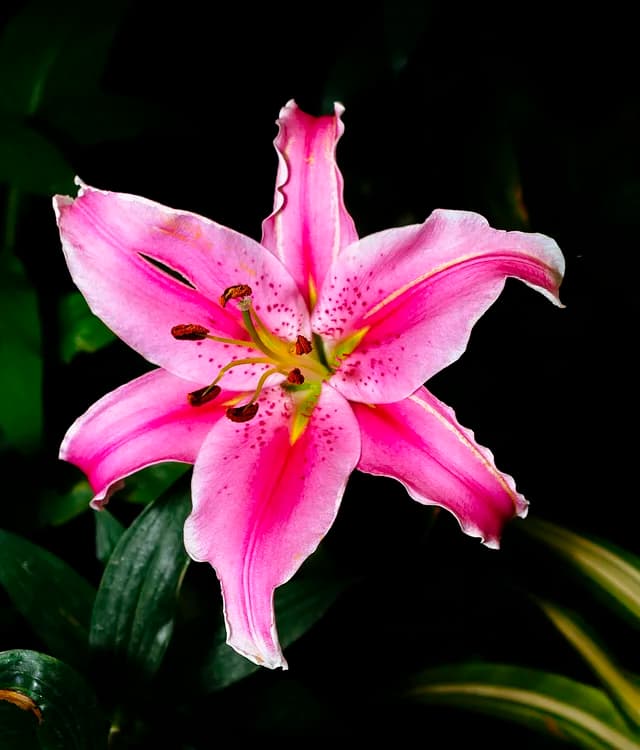 Stargazer Lily (Lilium orientalis)