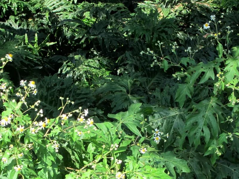 Swiss Cheese Plant (Monstera deliciosa)