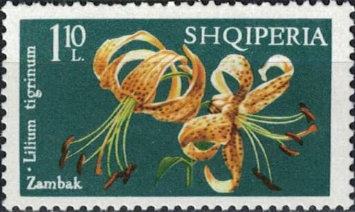 Tiger Lily (Lilium tigrinum)