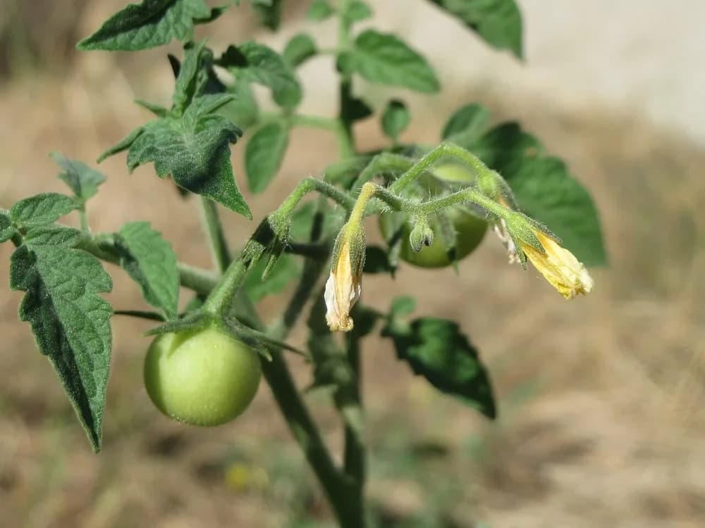 Tomato Plant (Lycopersicon spp)