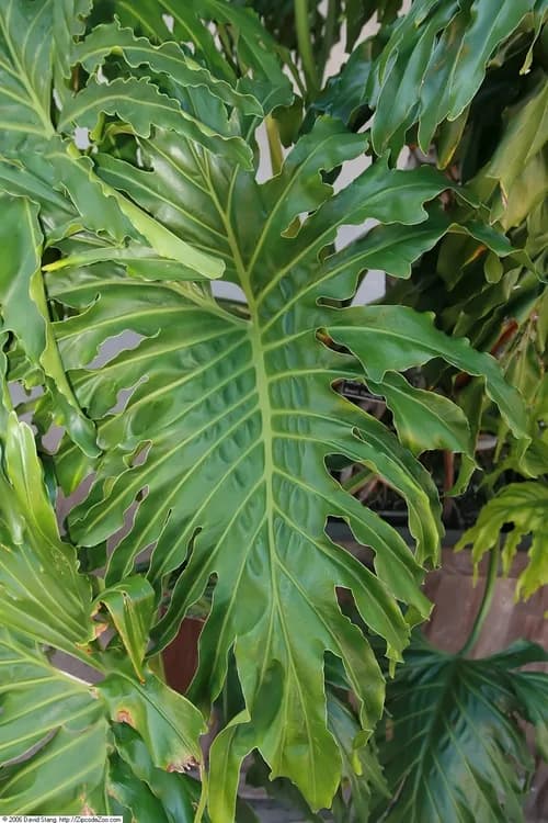 Tree Philodendron (Philodendron selloum)