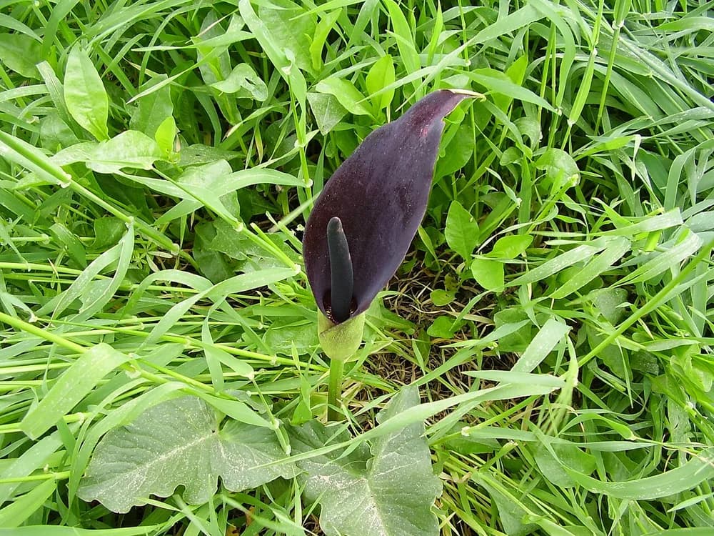 Wild Calla (Arum palestinum)
