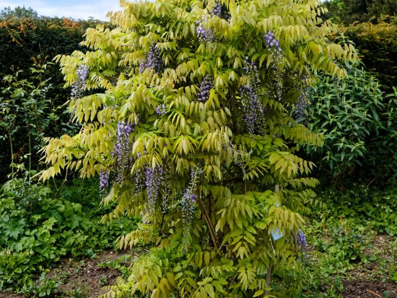 Wisteria (Wisteria spp.)