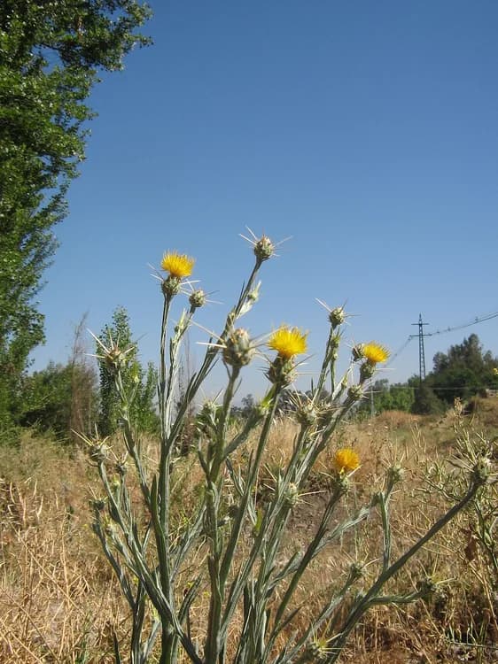 Yellow Starthistle (Centaurea solstitialis)